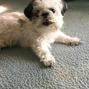 Meet your Posher, Diana